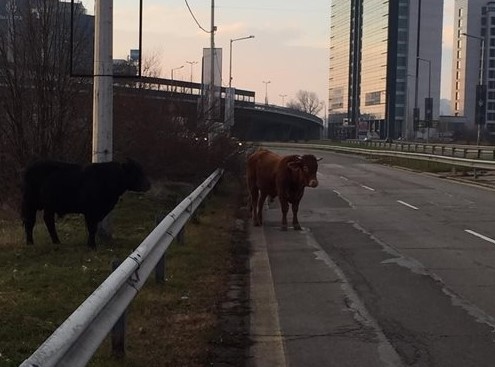 Бикове са видени близо до летището в София За това